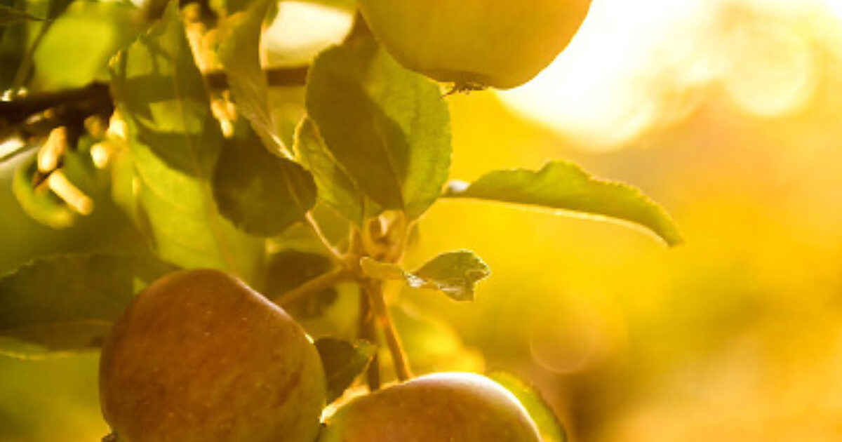 PhytoCellTec™ Malus Domestica